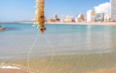 Las playas y calas de Vinaròs renuevan la certificación ISO 14001 de gestión medioambiental