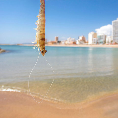 Las playas y calas de Vinaròs renuevan la certificación ISO 14001 de gestión medioambiental